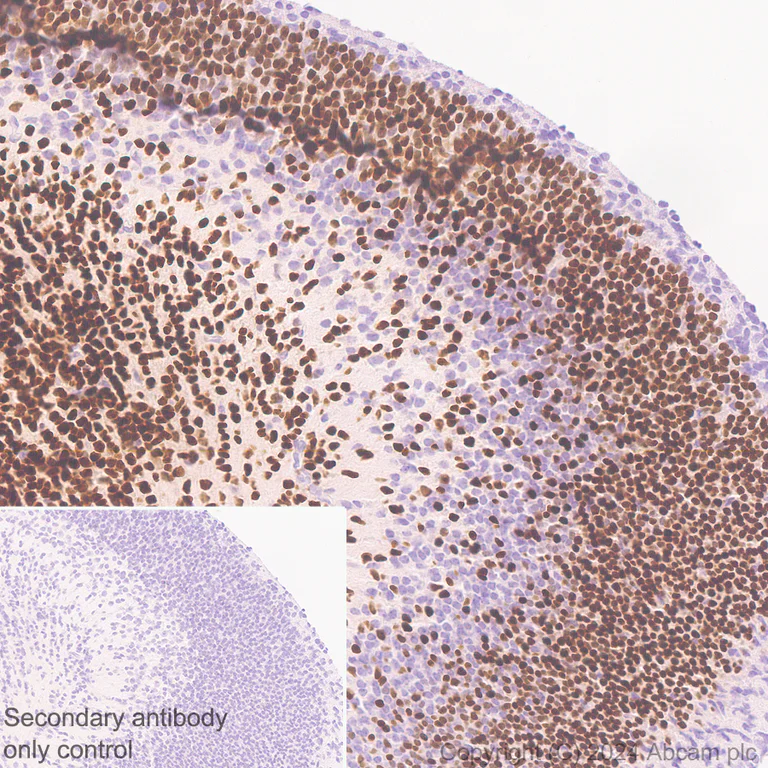 Immunohistochemistry (Formalin/PFA-fixed paraffin-embedded sections) - Anti-Brn-2 antibody [EPR29141-41] - BSA and Azide free (AB317751)