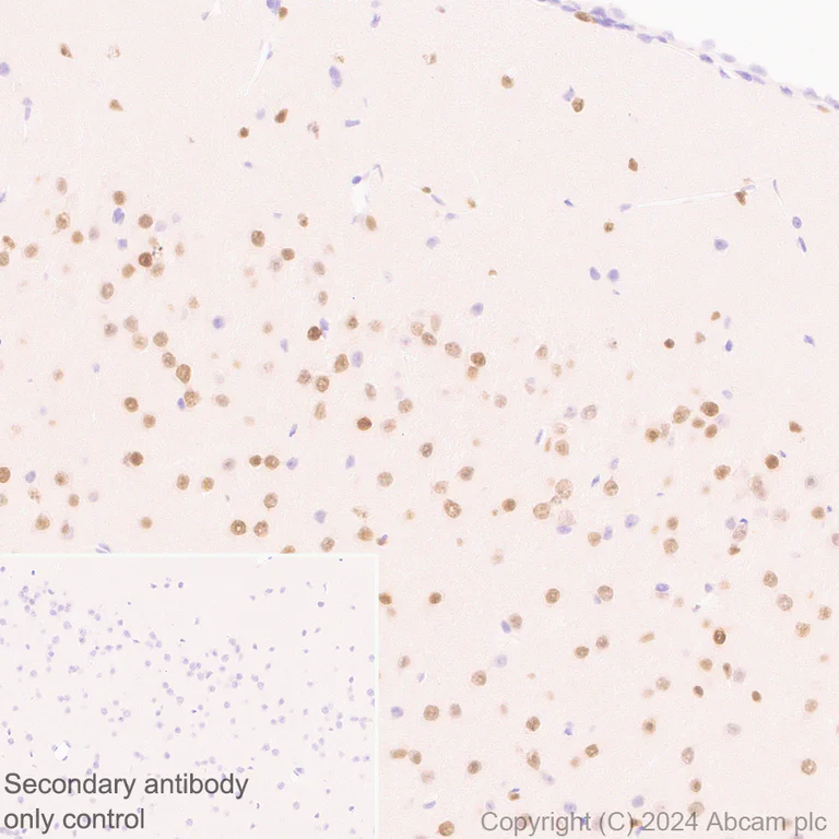 Immunohistochemistry (Formalin/PFA-fixed paraffin-embedded sections) - Anti-Brn-2 antibody [EPR29141-41] - BSA and Azide free (AB317751)