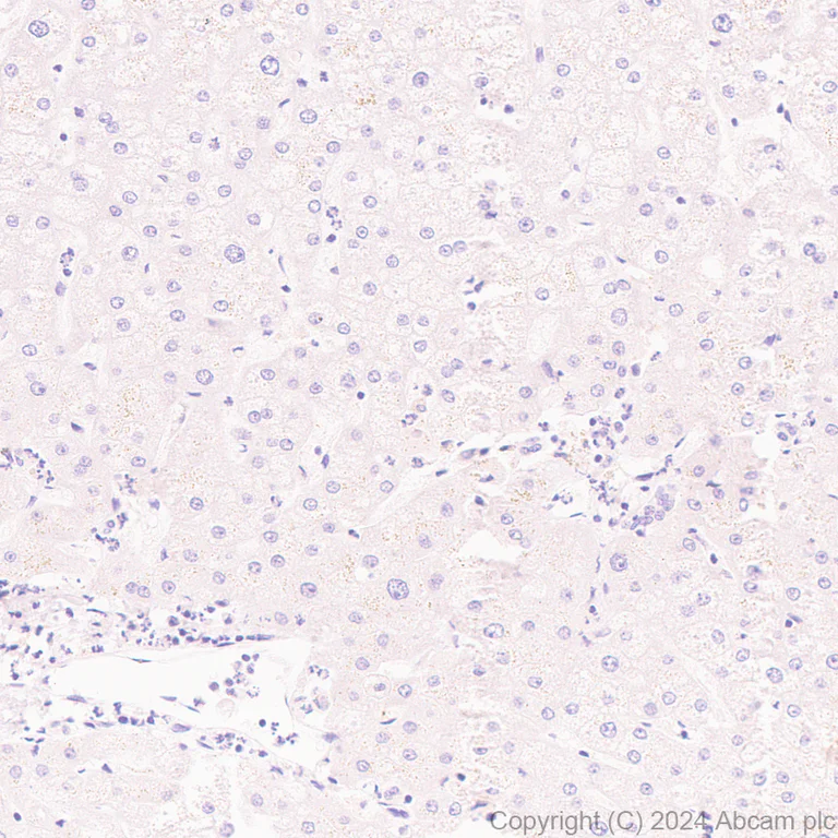 Immunohistochemistry (Formalin/PFA-fixed paraffin-embedded sections) - Anti-Brn-2 antibody [EPR29141-41] - BSA and Azide free (AB317751)