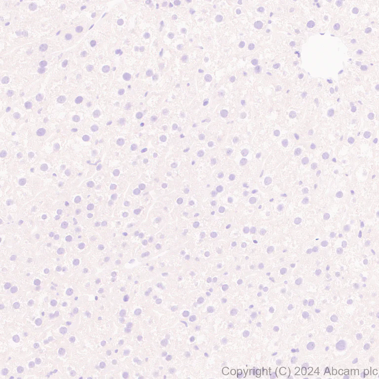 Immunohistochemistry (Formalin/PFA-fixed paraffin-embedded sections) - Anti-Brn-2 antibody [EPR29141-41] - BSA and Azide free (AB317751)