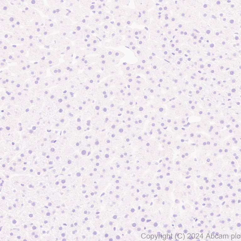 Immunohistochemistry (Formalin/PFA-fixed paraffin-embedded sections) - Anti-Brn-2 antibody [EPR29141-41] - BSA and Azide free (AB317751)