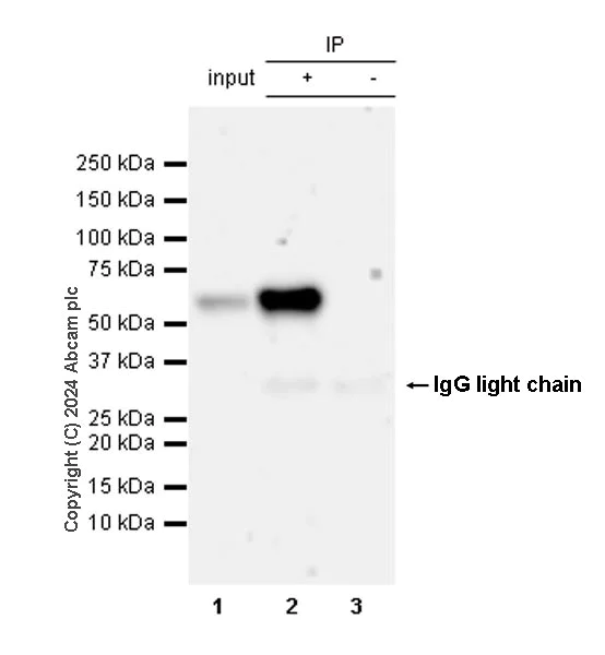 Immunoprecipitation - Anti-Brn-2 antibody [EPR29141-41] - BSA and Azide free (AB317751)