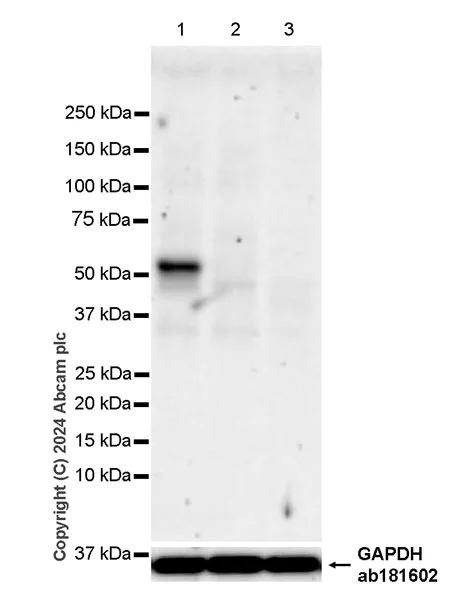 Western blot - Anti-Brn-2 antibody [EPR29141-41] - BSA and Azide free (AB317751)