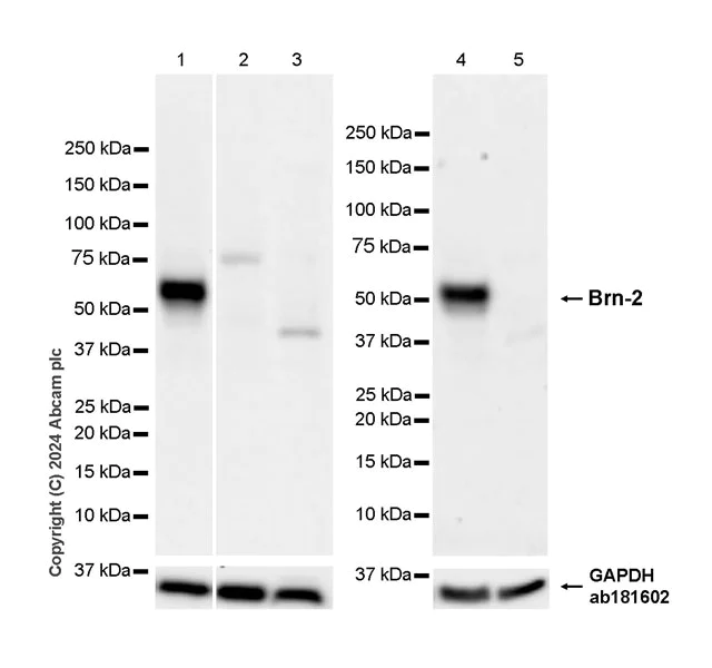 Western blot - Anti-Brn-2 antibody [EPR29141-41] - BSA and Azide free (AB317751)