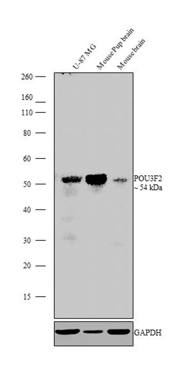 Western blot - Anti-Brn-2 antibody [RP23040248] (AB308102)