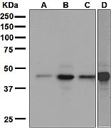 Western blot - Anti-BRN3A antibody [EP1972Y] (AB81213)