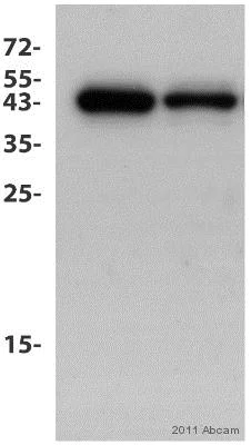 Western blot - Anti-BRN3A antibody [EP1972Y] (AB81213)