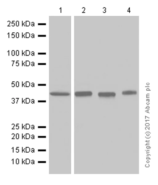 Western blot - Anti-BRN3A antibody [EP1972Y] (AB81213)