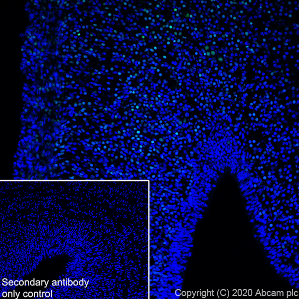 Immunohistochemistry (Frozen sections) - Anti-BRN3A antibody [EPR23257-285] (AB245230)