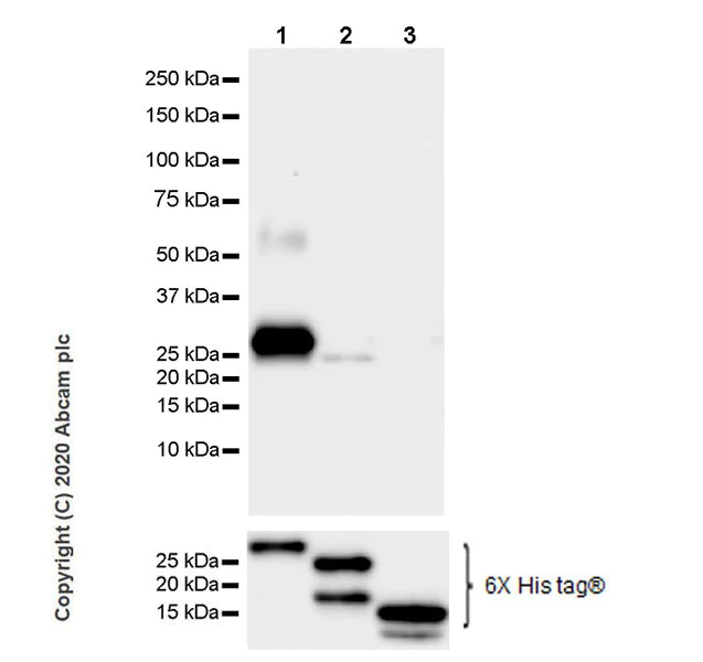 Western blot - Anti-BRN3A antibody [EPR23257-285] (AB245230)