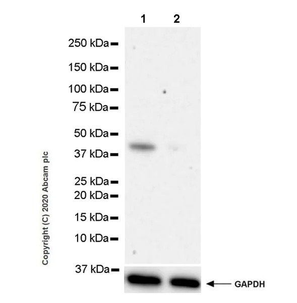 Western blot - Anti-BRN3A antibody [EPR23257-285] (AB245230)