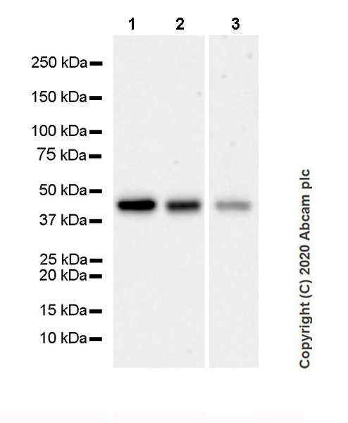 Western blot - Anti-BRN3A antibody [EPR23257-285] (AB245230)