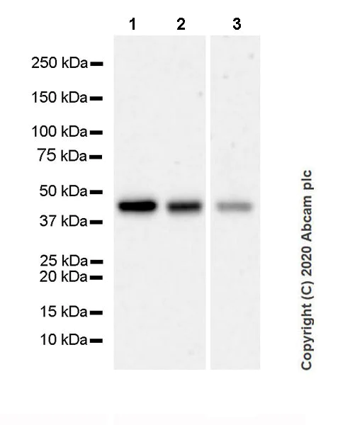Western blot - Anti-BRN3A antibody [EPR23257-285] (AB245230)