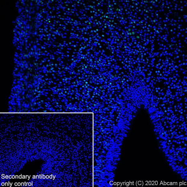 Immunohistochemistry (Frozen sections) - Anti-BRN3A antibody [EPR23257-285] - BSA and Azide free (AB273099)