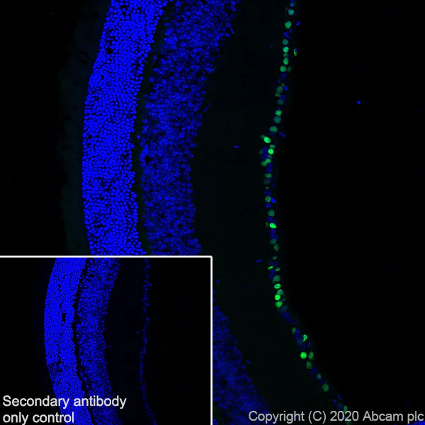 Immunohistochemistry (Frozen sections) - Anti-BRN3A antibody [EPR23257-285] - BSA and Azide free (AB273099)
