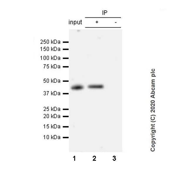 Immunoprecipitation - Anti-BRN3A antibody [EPR23257-285] - BSA and Azide free (AB273099)