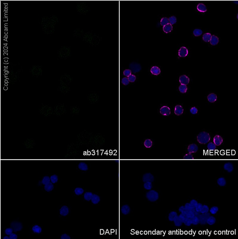 Immunocytochemistry/ Immunofluorescence - Anti-BRN3A + BRN3B + BRN3C antibody [EPR26313-54] - BSA and Azide free (AB317493), expandable thumbnail
