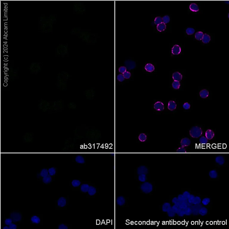 Immunocytochemistry/ Immunofluorescence - Anti-BRN3A + BRN3B + BRN3C antibody [EPR26313-54] - BSA and Azide free (AB317493)