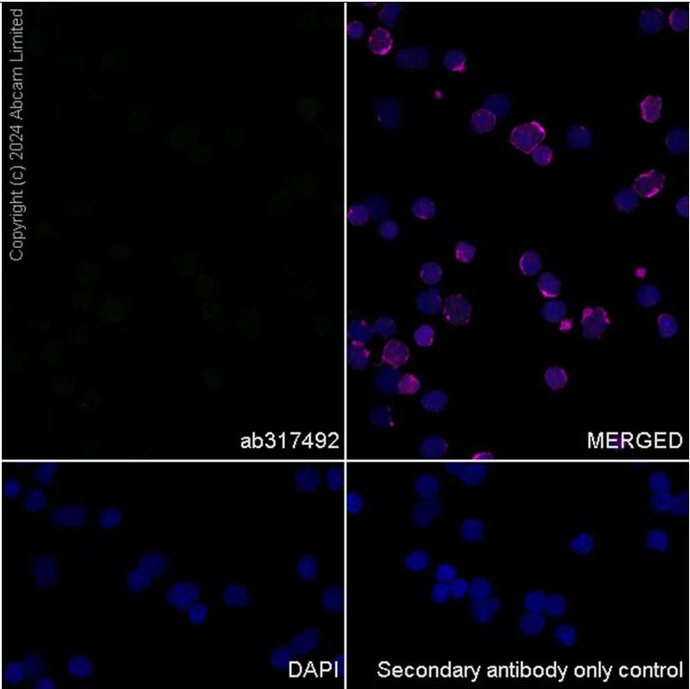 Immunocytochemistry/ Immunofluorescence - Anti-BRN3A + BRN3B + BRN3C antibody [EPR26313-54] - BSA and Azide free (AB317493)