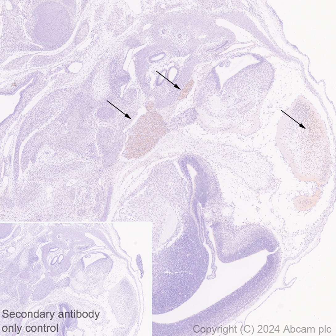 Immunohistochemistry (Formalin/PFA-fixed paraffin-embedded sections) - Anti-BRN3A + BRN3B + BRN3C antibody [EPR26313-54] - BSA and Azide free (ab317493), expandable thumbnail