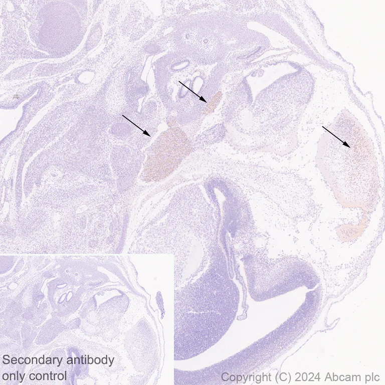 Immunohistochemistry (Formalin/PFA-fixed paraffin-embedded sections) - Anti-BRN3A + BRN3B + BRN3C antibody [EPR26313-54] - BSA and Azide free (AB317493)