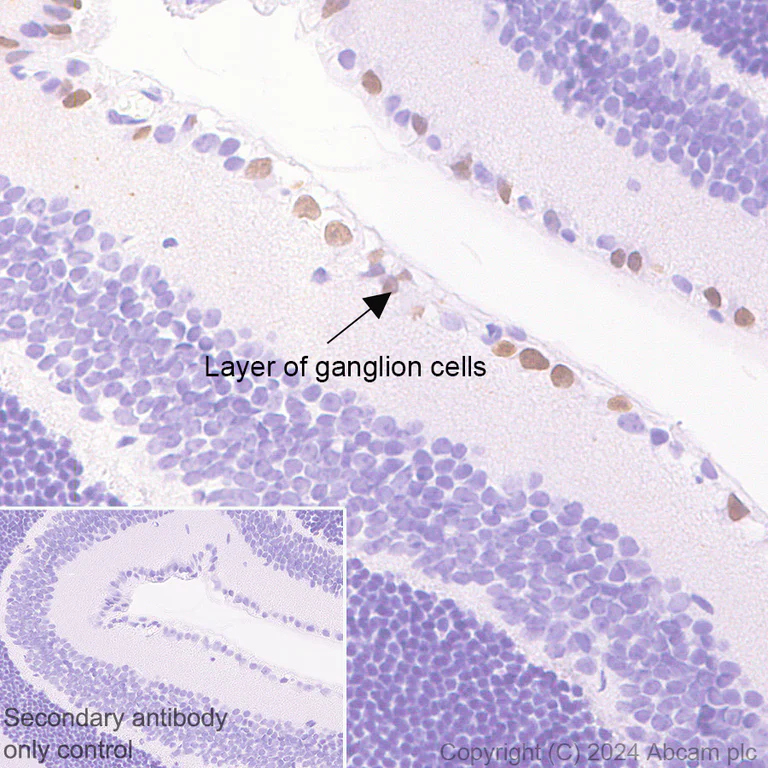 Immunohistochemistry (Formalin/PFA-fixed paraffin-embedded sections) - Anti-BRN3A + BRN3B + BRN3C antibody [EPR26313-54] - BSA and Azide free (AB317493)