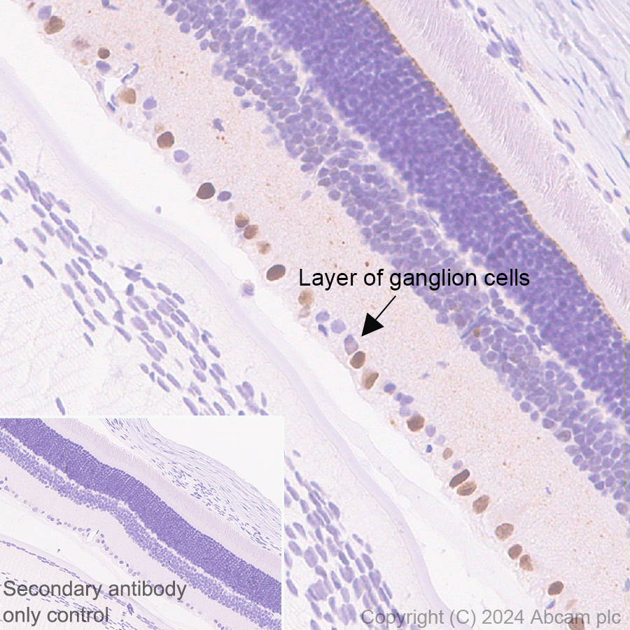 Immunohistochemistry (Formalin/PFA-fixed paraffin-embedded sections) - Anti-BRN3A + BRN3B + BRN3C antibody [EPR26313-54] - BSA and Azide free (AB317493), expandable thumbnail