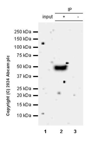 Immunoprecipitation - Anti-BRN3A + BRN3B + BRN3C antibody [EPR26313-54] - BSA and Azide free (ab317493), expandable thumbnail