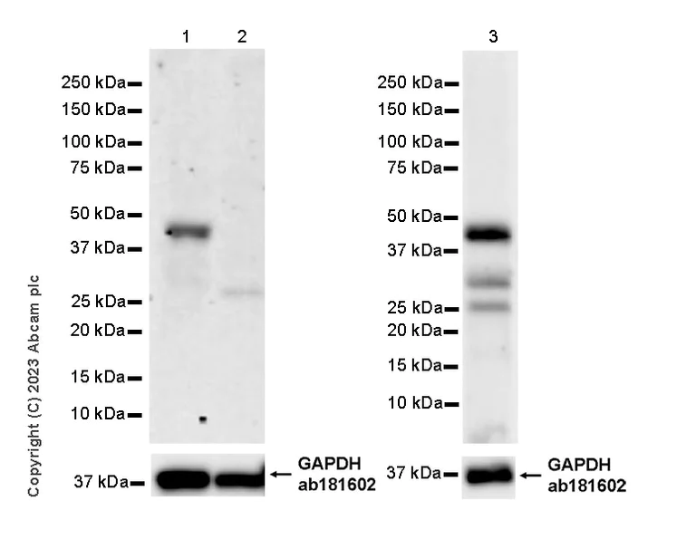 Western blot - Anti-BRN3A + BRN3B + BRN3C antibody [EPR26313-54] - BSA and Azide free (AB317493)