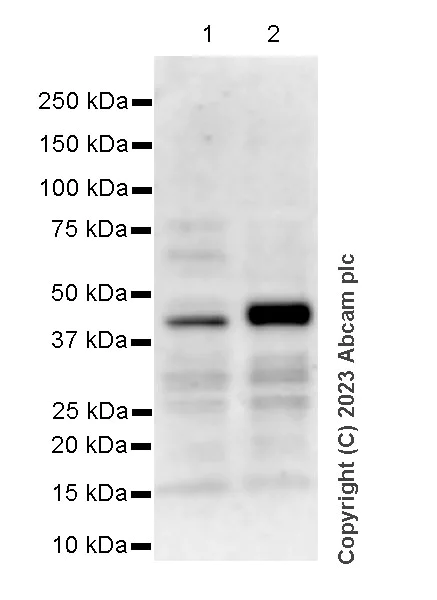 Western blot - Anti-BRN3A + BRN3B + BRN3C antibody [EPR26313-54] - BSA and Azide free (AB317493)