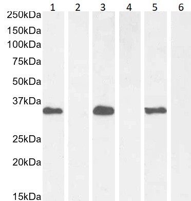 Western blot - Anti-BRN3B / POU4F2 antibody (AB166945)
