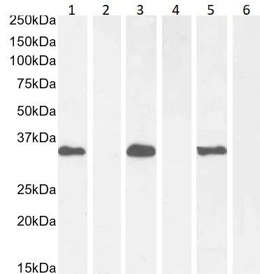 Western blot - Anti-BRN3B / POU4F2 antibody (AB166945)