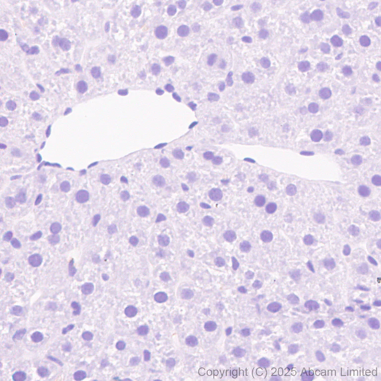 Immunohistochemistry (Formalin/PFA-fixed paraffin-embedded sections) - Anti-BRN3B / POU4F2 antibody [EPR28922-88] (AB325130)