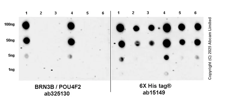 Dot Blot - Anti-BRN3B / POU4F2 antibody [EPR28922-88] - BSA and Azide free (AB325741)