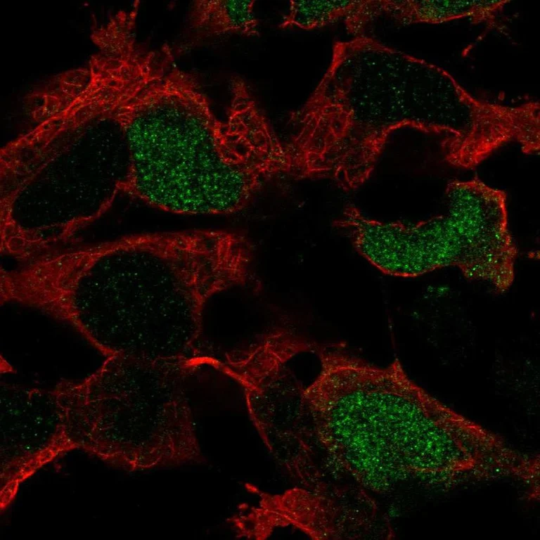Immunocytochemistry/ Immunofluorescence - Anti-BRN4 antibody (AB251968)