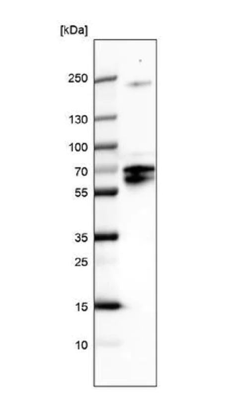 Western blot - Anti-BRN4 antibody (AB251968)
