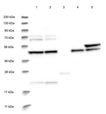 Western blot - Anti-BROX antibody (AB122174), expandable thumbnail