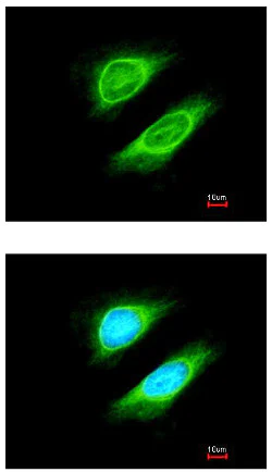 Immunocytochemistry/ Immunofluorescence - Anti-BRRN1 antibody (AB154105)