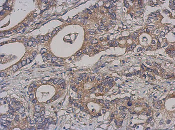 Immunohistochemistry (Formalin/PFA-fixed paraffin-embedded sections) - Anti-BRRN1 antibody (AB154105)