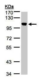 Western blot - Anti-BRRN1 antibody (AB154105)