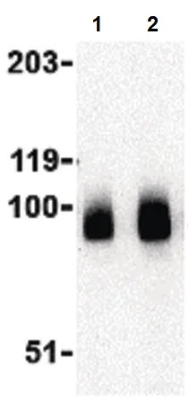 Western blot - Anti-BRSK1 antibody (AB115475)