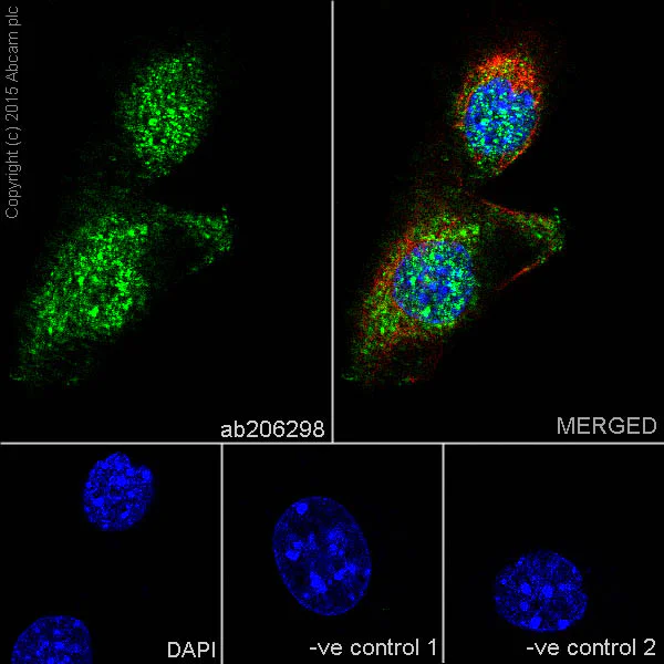 Immunocytochemistry/ Immunofluorescence - Anti-BRSK1 antibody [EPR18190] (AB206298)