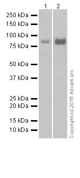 Western blot - Anti-BRSK1 antibody [EPR18190] (AB206298)