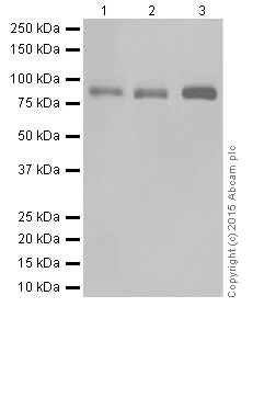 Western blot - Anti-BRSK1 antibody [EPR18190] (AB206298)