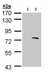 Western blot - Anti-BS69 antibody (AB227086), expandable thumbnail