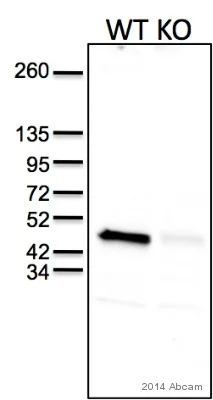 Western blot - Anti-BSCL2/Seipin antibody (AB106793)