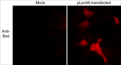 Immunocytochemistry/ Immunofluorescence - Anti-BSD antibody (AB38307)