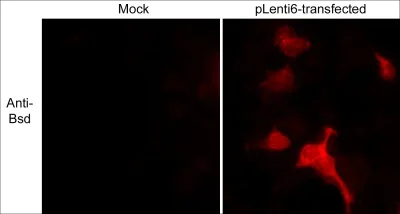 Immunocytochemistry/ Immunofluorescence - Anti-BSD antibody (AB38307)