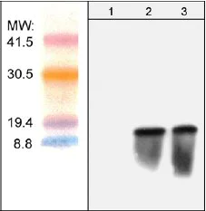 Western blot - Anti-BSD antibody (AB38307)