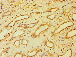 Immunohistochemistry (Formalin/PFA-fixed paraffin-embedded sections) - Anti-BSND antibody (AB238741)